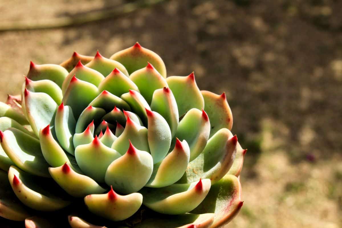 Beatiful Echeveria colorata on a sunny day.