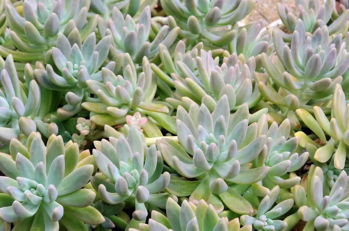 Echeveria harmsii succulent close-up.