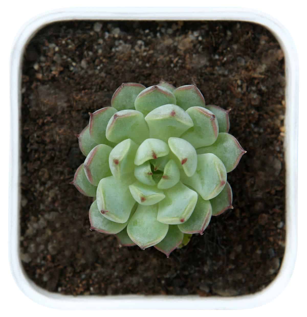 Echeveria minima in a pot top view.