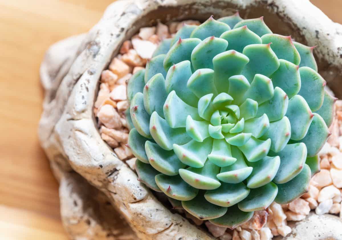 Echeveria minima in a stone pot top view.