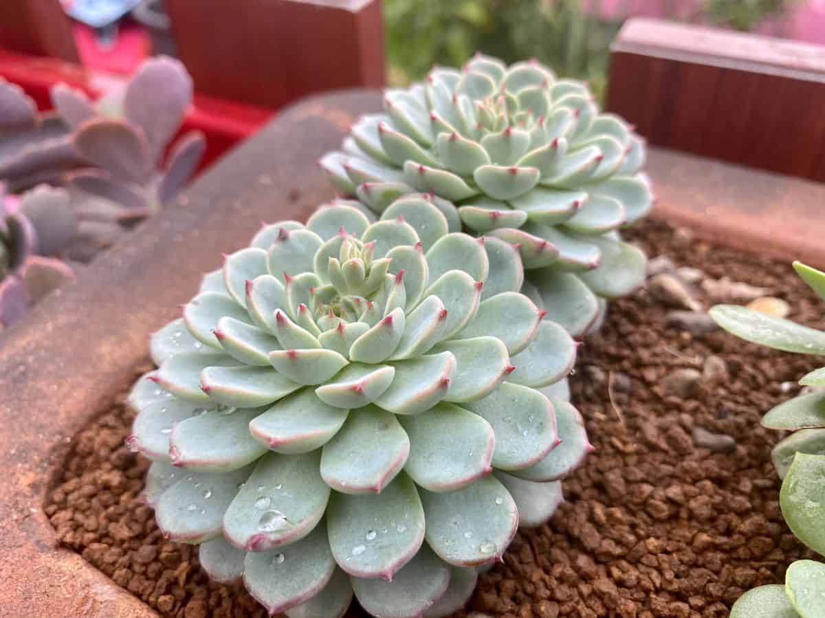 Two echeveria minima in a pot.