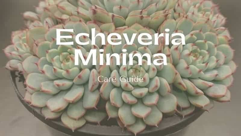 Echeveria Minima – A Care Guide
