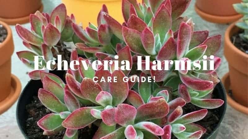 Echeveria Harmsii – A Care Guide