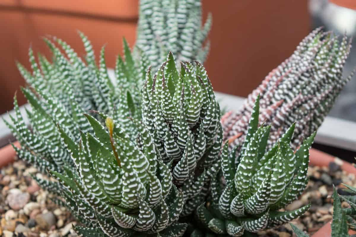 Haworthia Reinwardtii in a pot close-up.