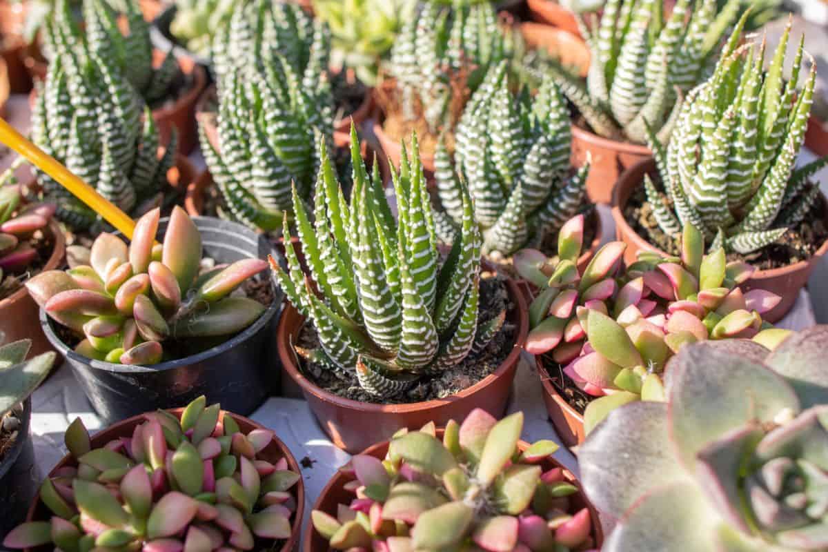 Haworthia Reinwardtii in a pots on sunny day.