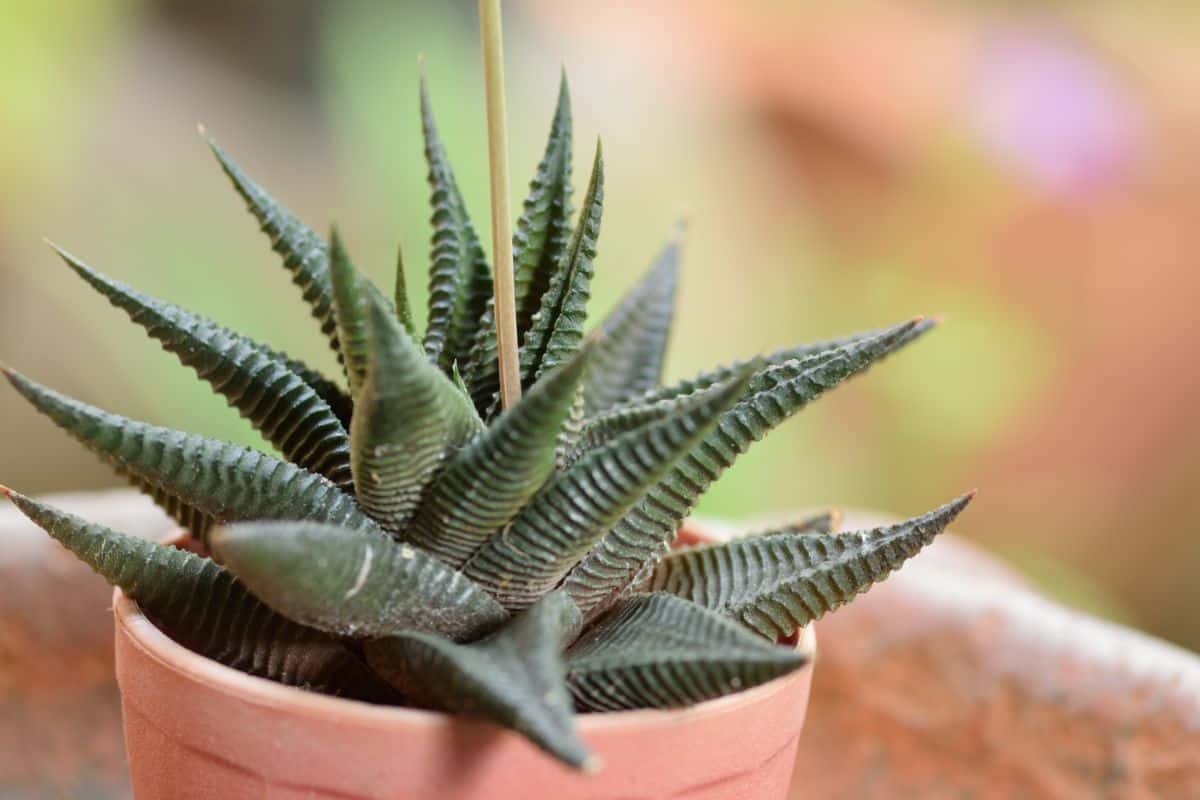 Haworthia Reinwardtii in a plastic pot.