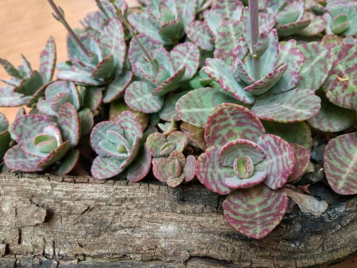 Kalanchoe Humilis succulent close-up.