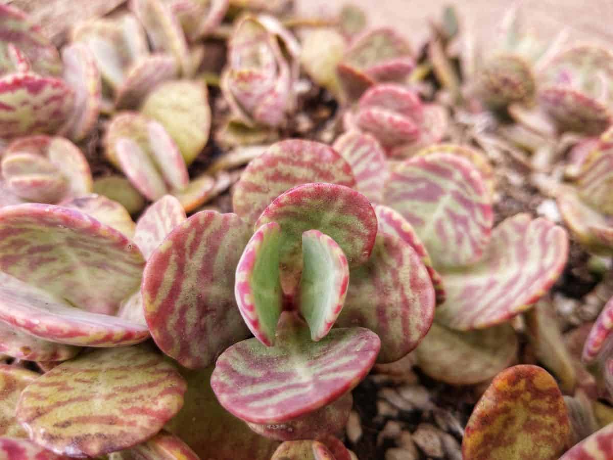 Kalanchoe Humilis succulent close-up.