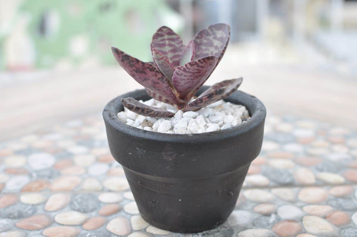 Kalanchoe Humilis in a black pot.