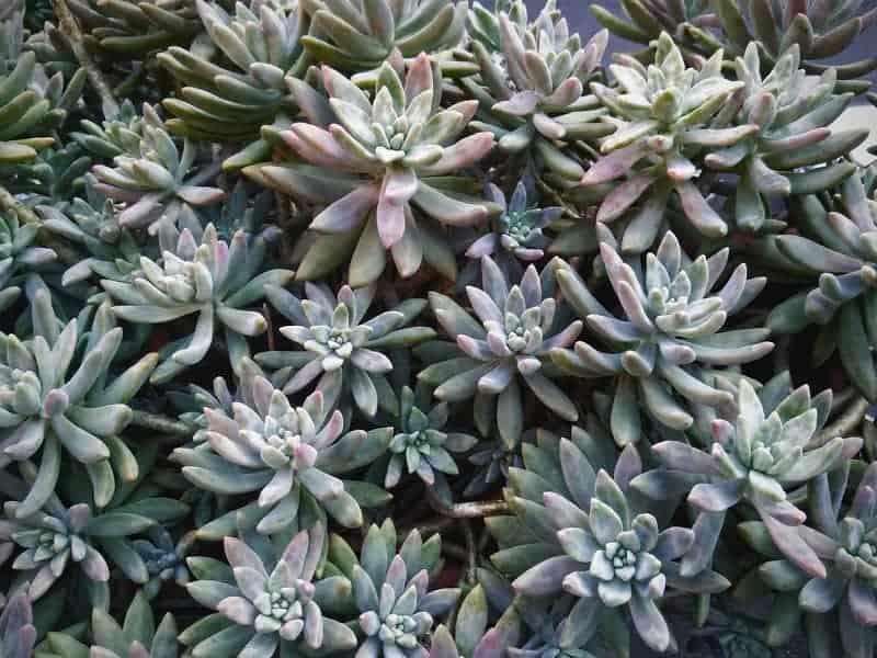 Pachyveria Little jewel variety.