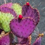 Opuntia macrocentra close-up.