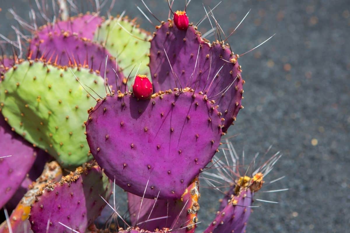 Opuntia macrocentra close-up.