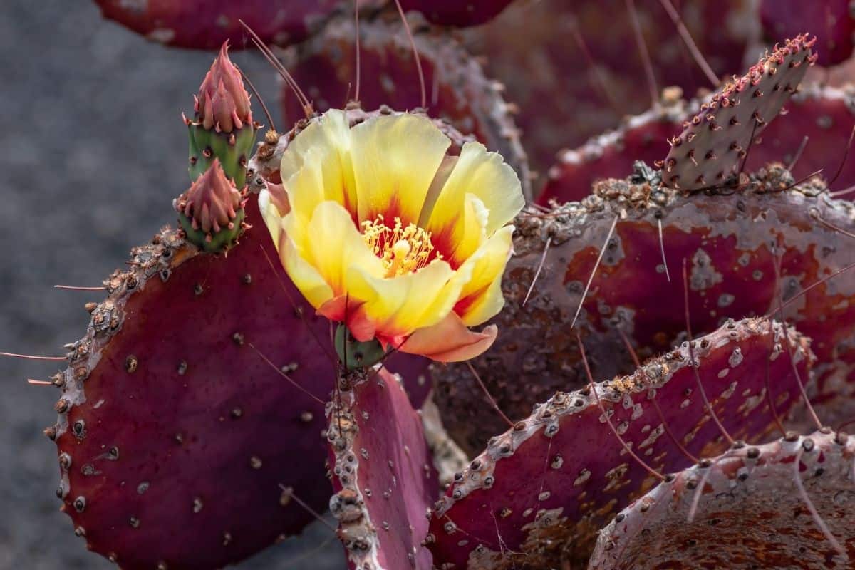 Blooming Opuntia macrocentra with an yellow flower.