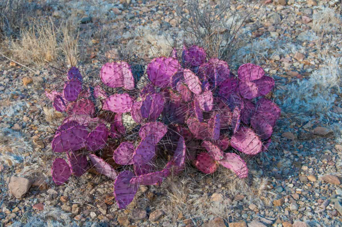 Opuntia macrocentra in an outdoor.