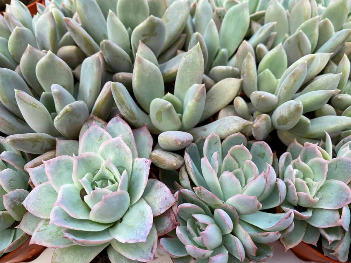 Pachyveria succulents close-up.