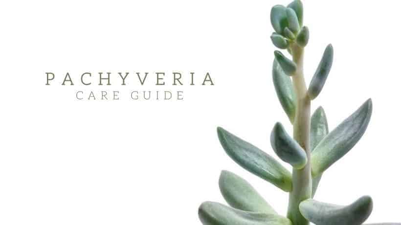 Pachyveria – A Care Guide