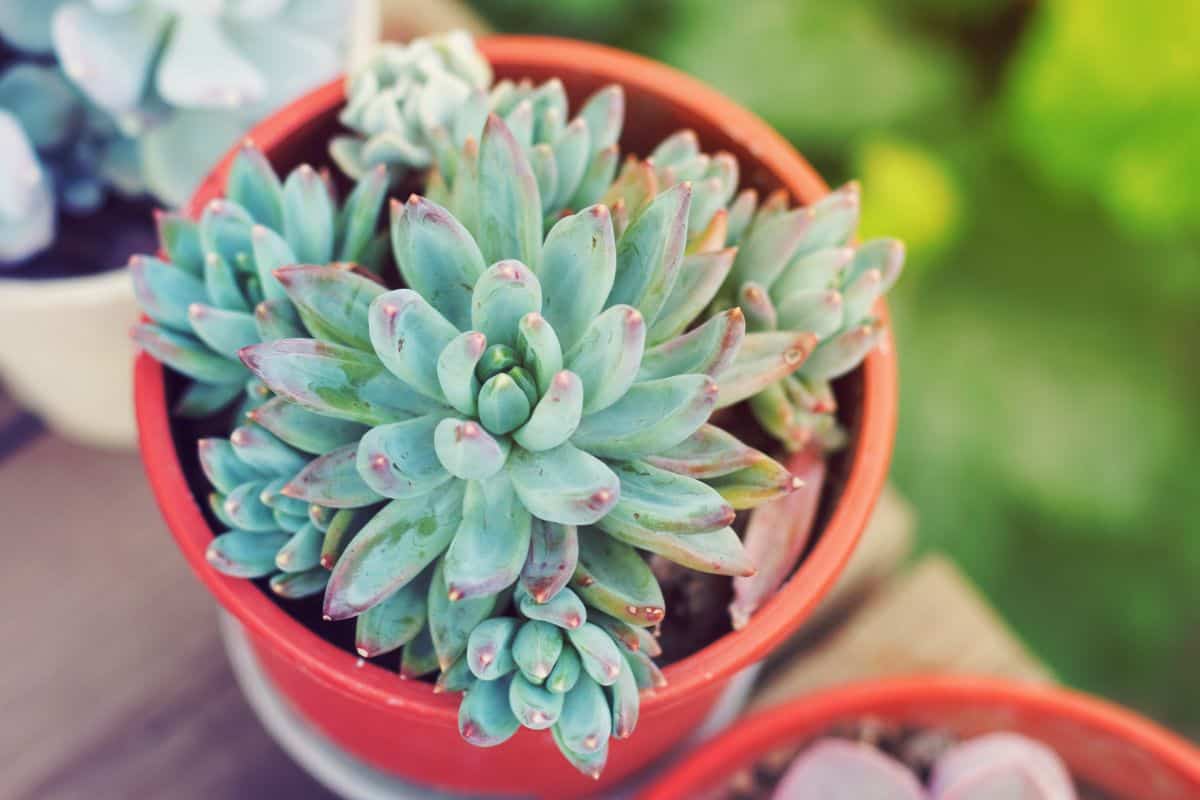 Pachyveria succulent in a red pot.