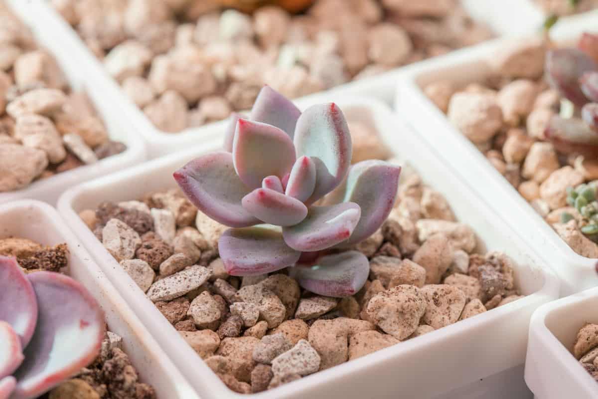 Pachyveria powder puff variety in a pot.