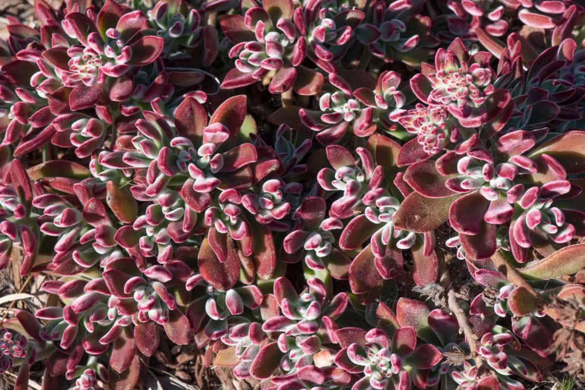 Red leaves echeveria harmsii.