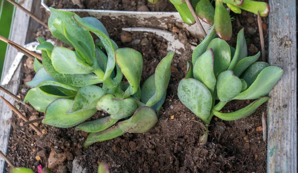 Ripple Jade succulent in soil.