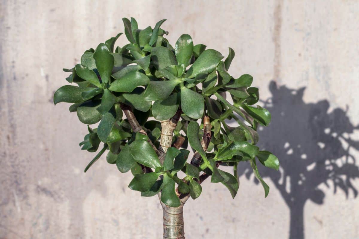 Ripple Jade succulent on sunny day close-up.