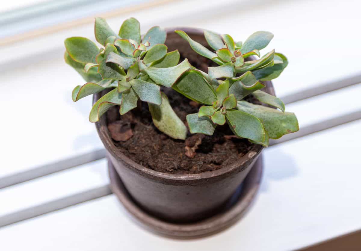 Ripple Jade succulent in a pot.