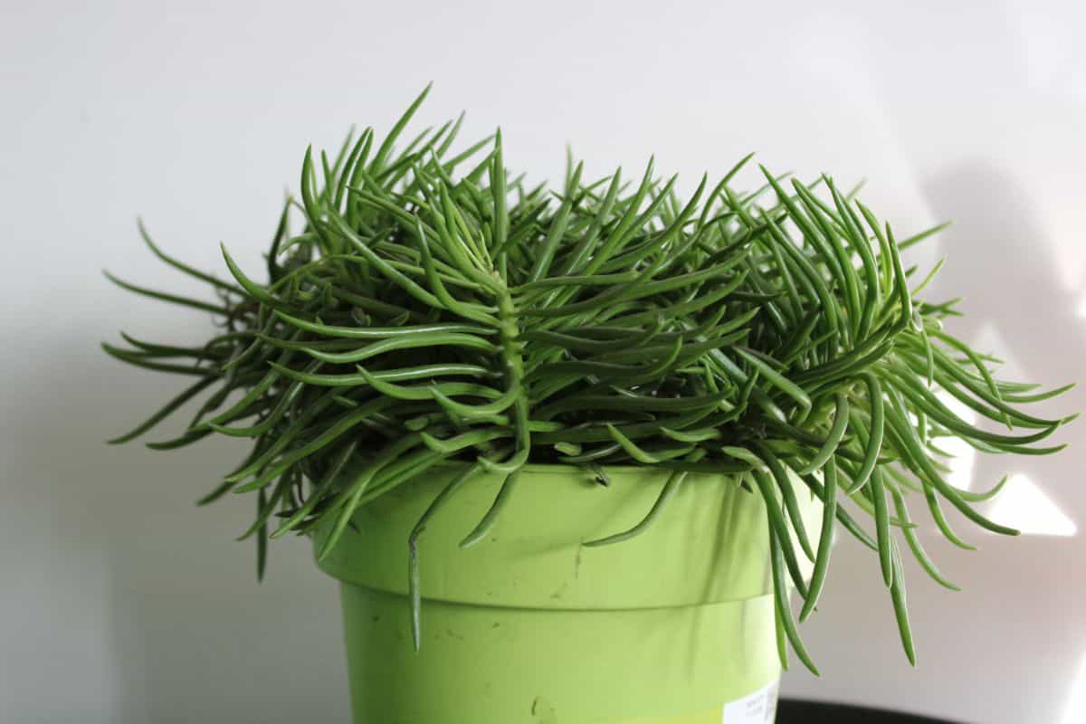 Senecio Barbertonicus in a green pot.