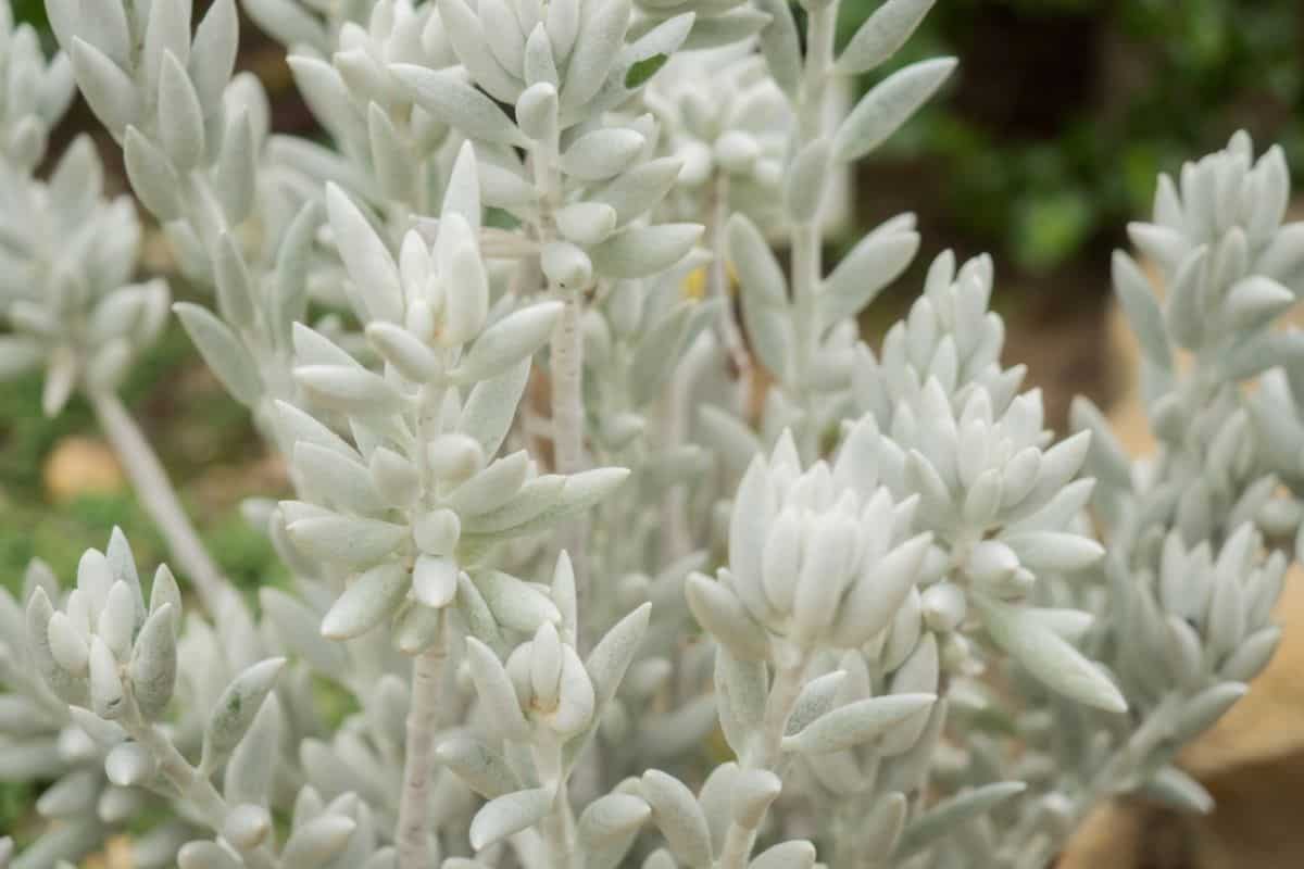 Senecio Haworthii close-up.