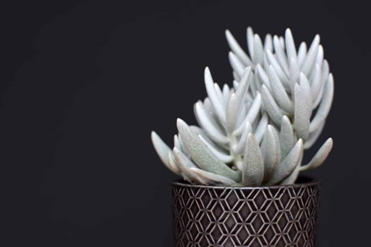 Senecio Haworthii in a pot.