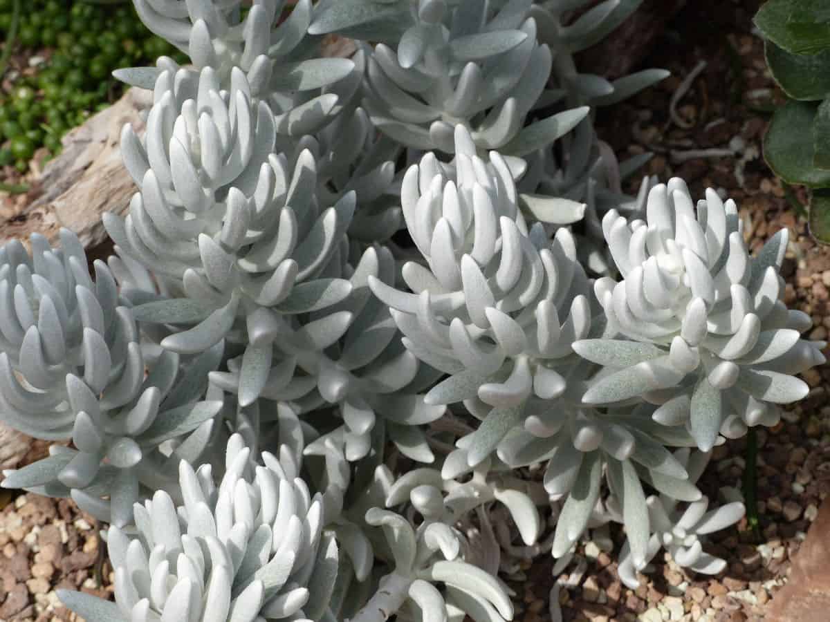 Senecio Haworthii an outdoor close-up.