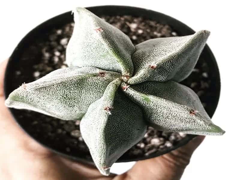 Hand holding start cactus in a black pot.