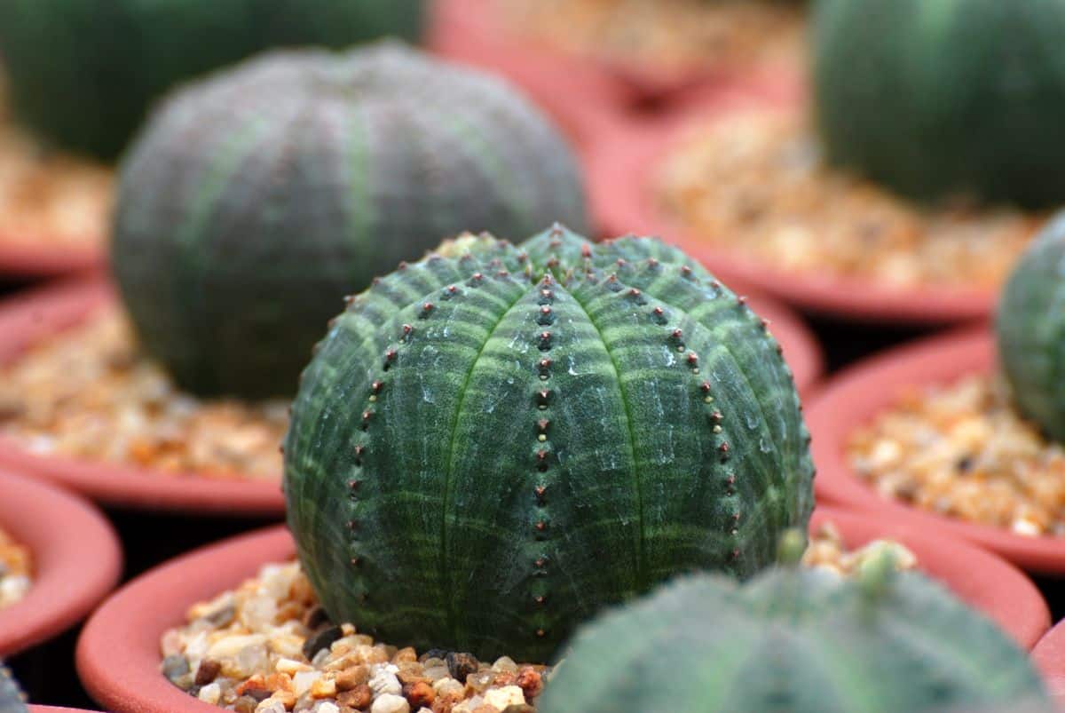 Star cactuses in a plastic pots.