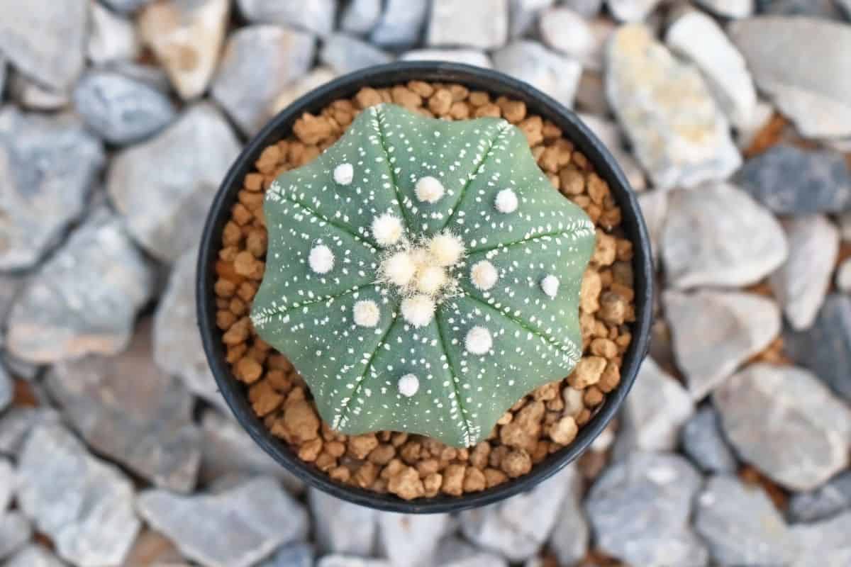 Star Cactus in a black pot top view.