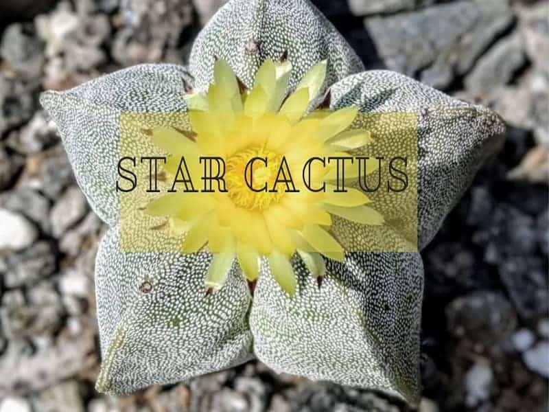 Star Cactus – A Care Guide
