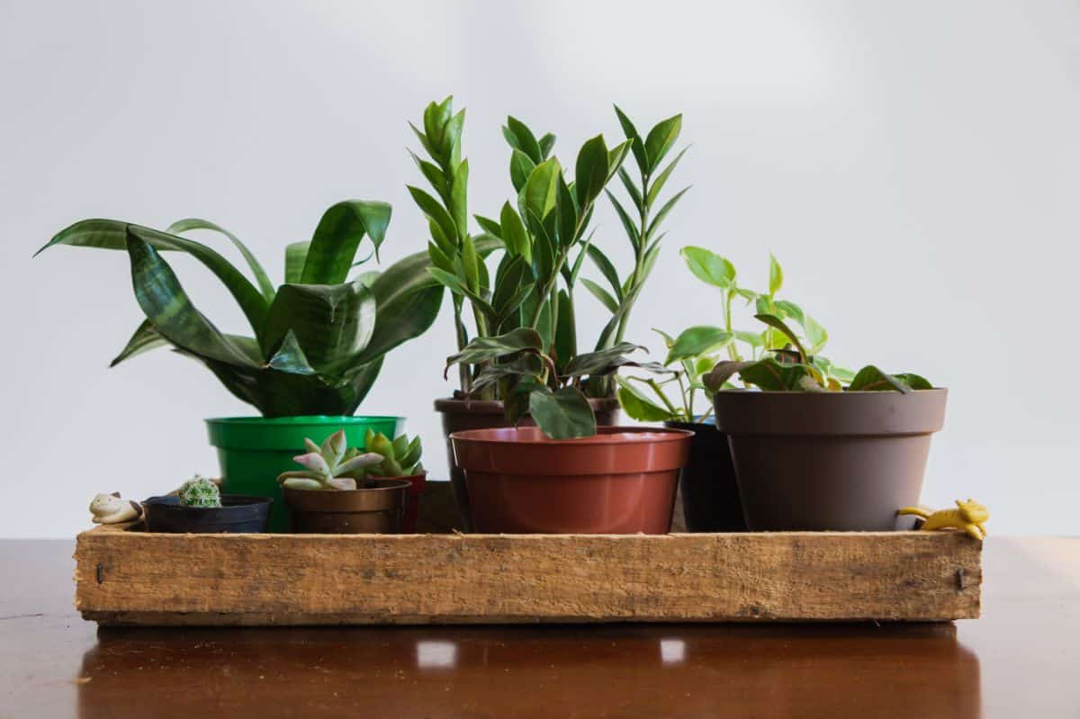 Succulents in a pots in a wooden box.