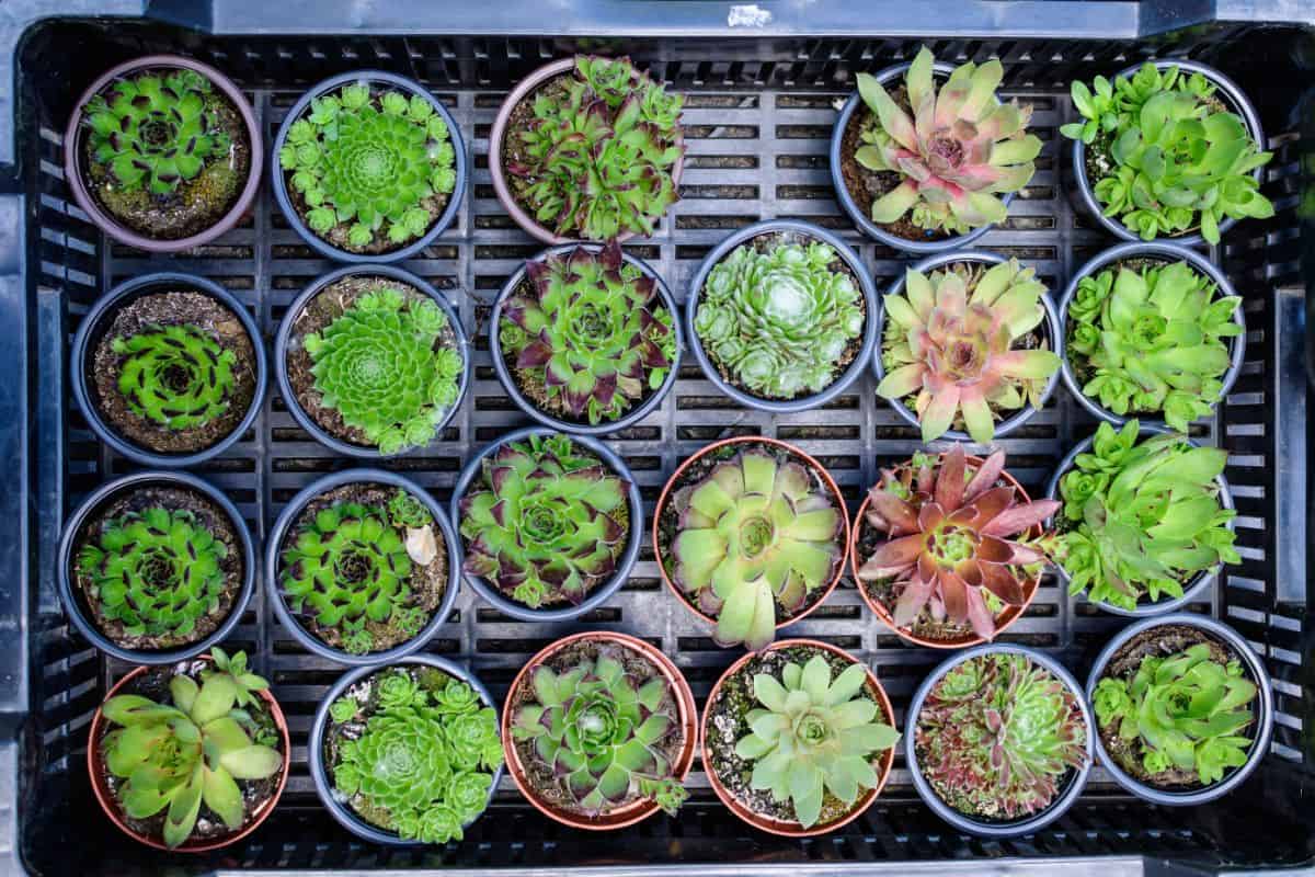 Many succulents in a pots in a plastic crate.