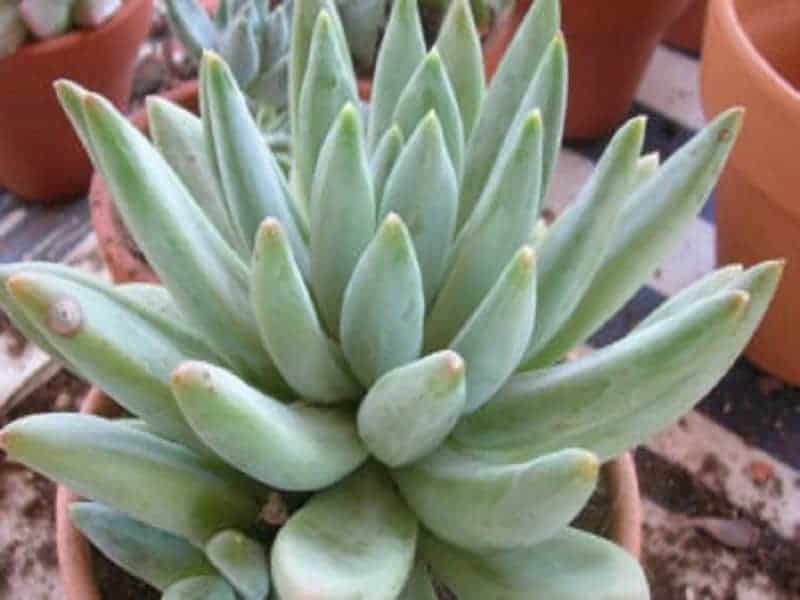 Pachyveria in a pot close-up.