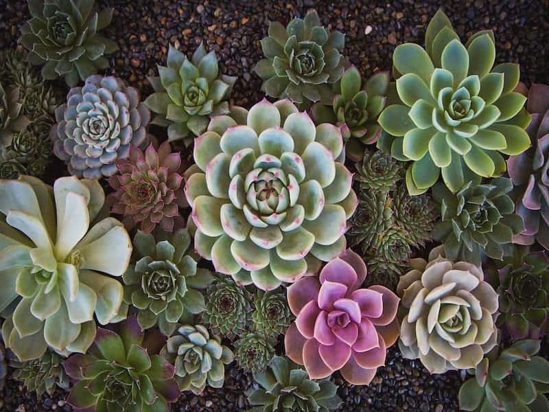 Echeveria Arctic White Succulent in an outdoor garden.