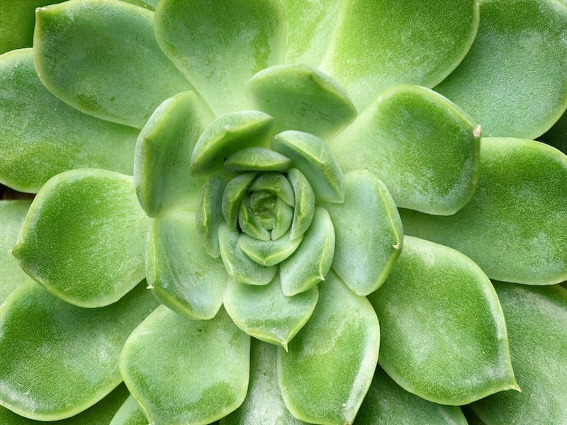 Echeveria Dondo close-up.