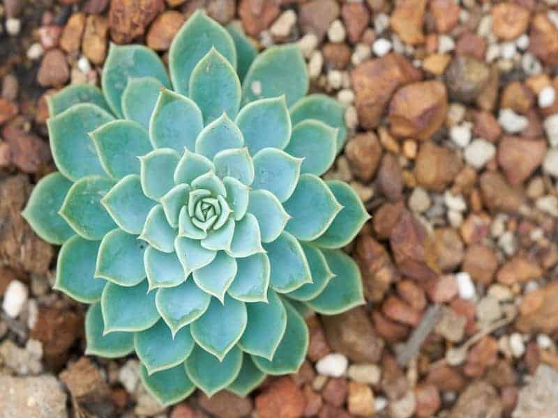 Blue Rose Echeveria in rocky soil.