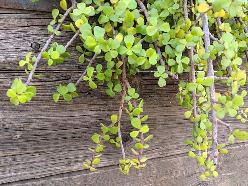 Portulacaria afra on a wooden background.