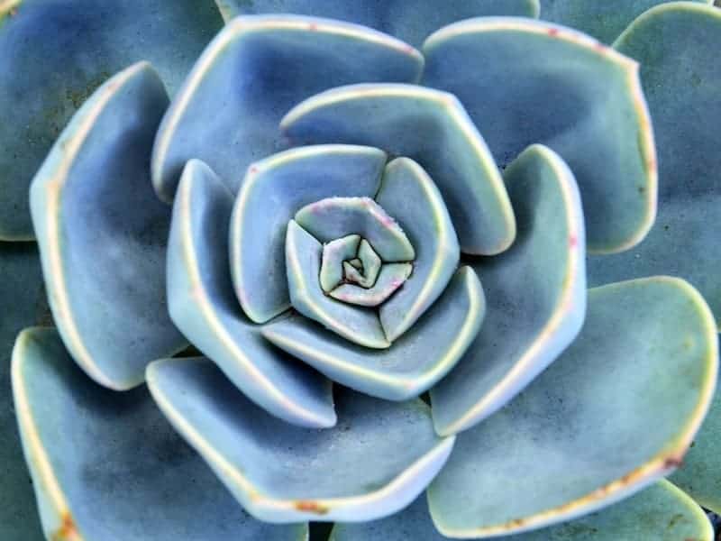 Blue Rose Echeveria close-up.