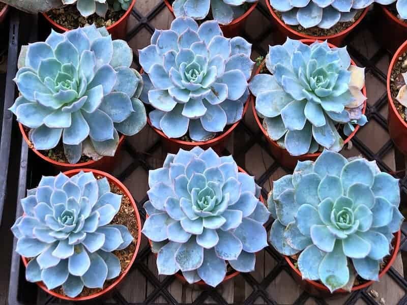 Blue Rose Echeveria in a red pots.