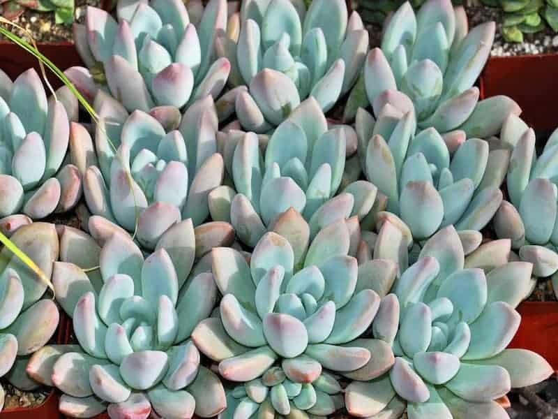 Graptoveria close-up.