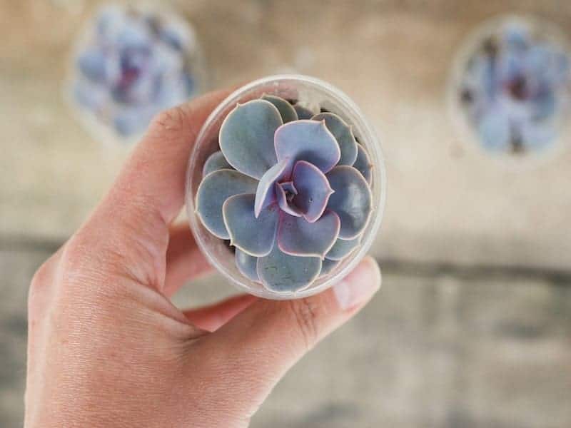 Graptoveria in a pot held by hand.