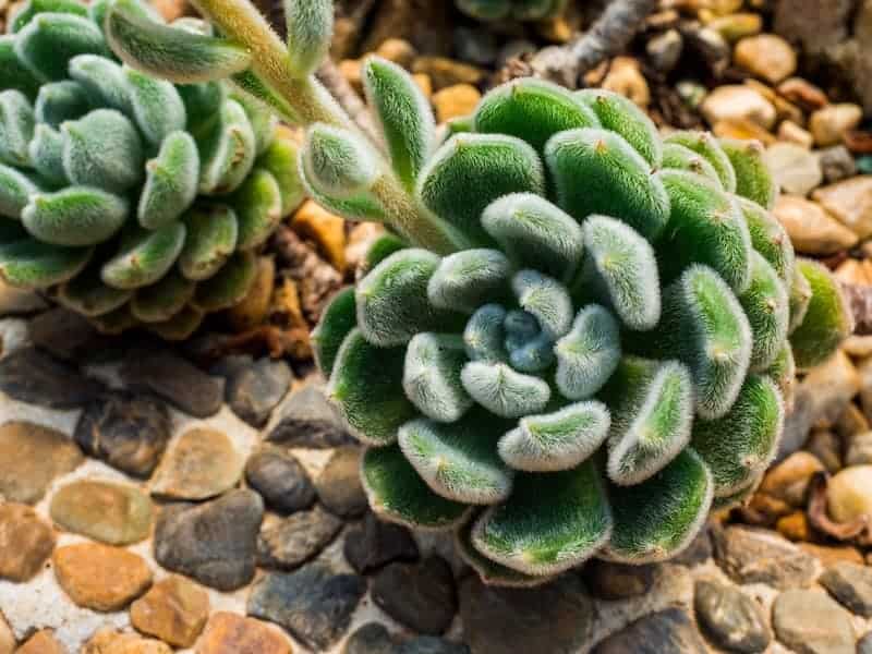 Woolly Rose in rocky soil close-up.