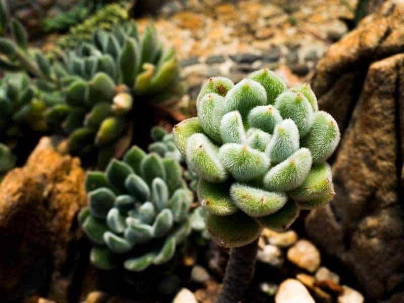 Woolly Rose in a rocky soil outdoor.