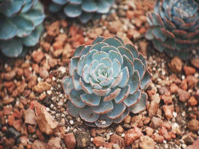 Echeveria Arctic White Succulent in a rocky soil.