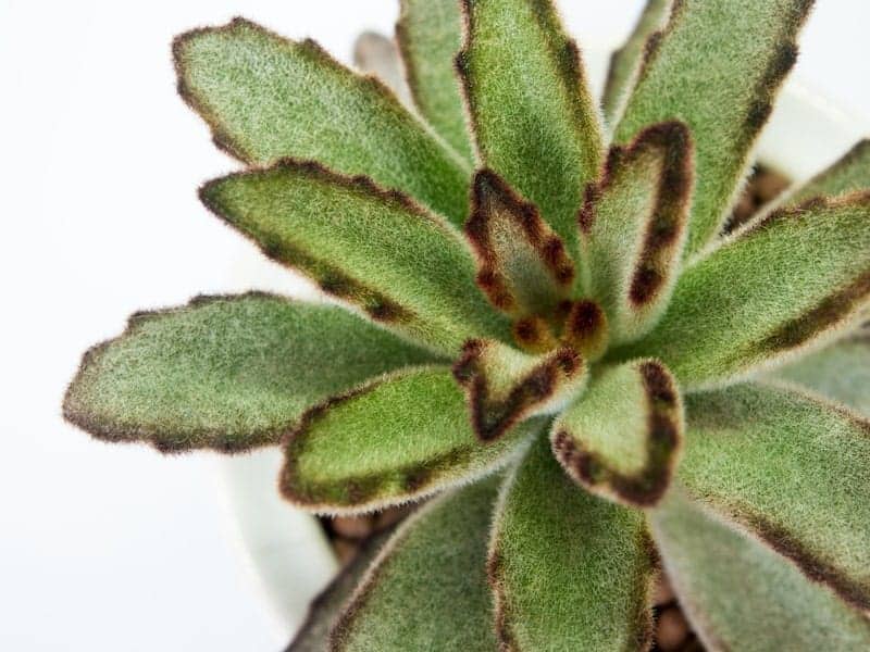 Tugela Cliff-Kalanchoe close-up.