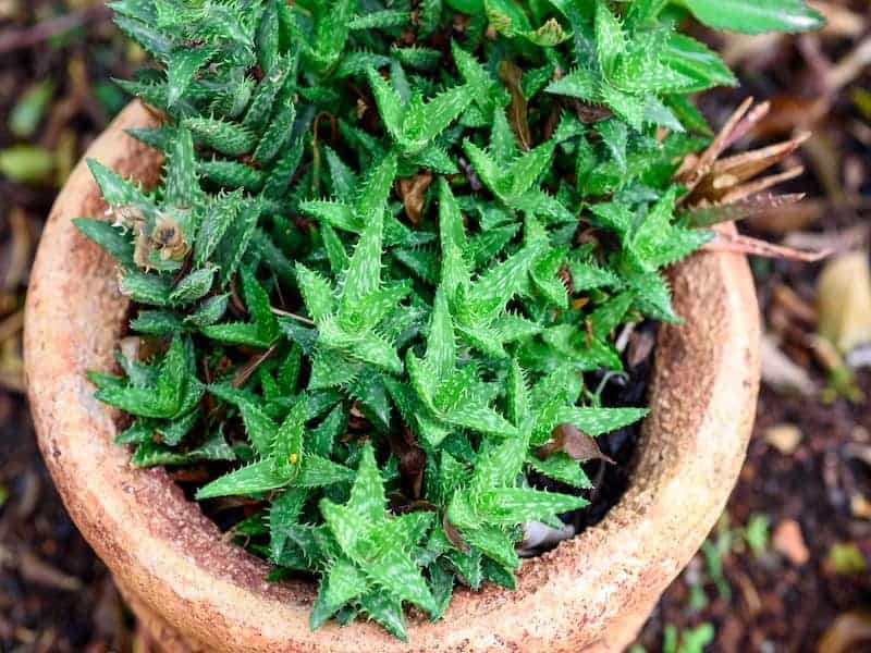 Aloe Juvenna in a brown pot.